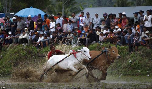 sôi động lễ hội đua bò ở indonesia