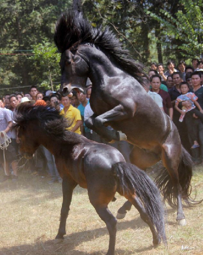 Sôi động lễ hội đấu ngựa Trung Quốc
