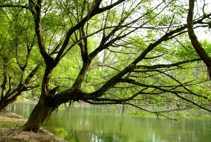 Vườn Bách Thảo( công viên bách thảo) – sắc xanh trong giữa lòng Hà Nội