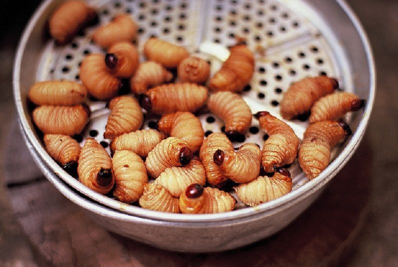 Những món ăn kinh dị ở Việt Nam khiến bạn rùng mình kinh hãi - Kỳ 1
