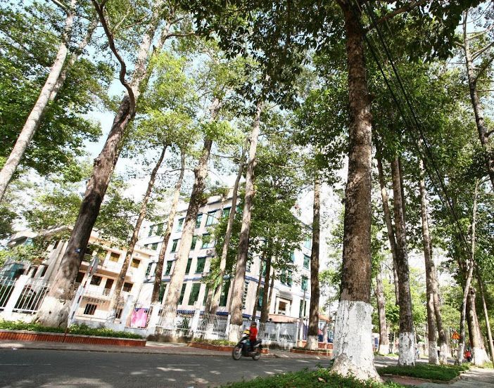 Về thăm thành phố xanh của những cây đại cổ thụ hơn 300 tuổi ở Trà Vinh