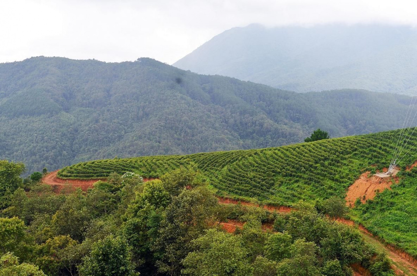 phja đén cao bằng, trà ô long phja đén cao bằng, trà phja đén cao bằng, đặc sản cao bằng, lên cao bằng thưởng trà phja đén