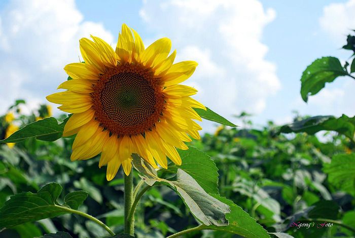 Hành trình đi tìm loài hoa mặt trời ngay trên đất Việt