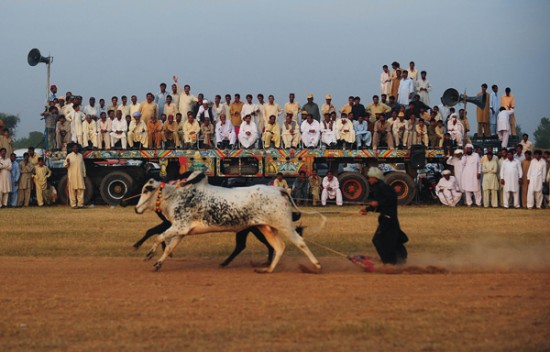 truyền thống đua bò như lướt ván ở pakistan
