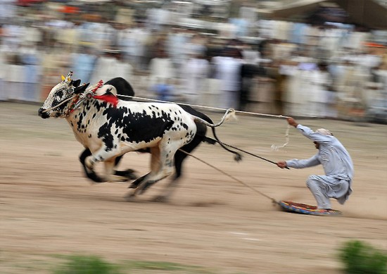 Truyền thống đua bò như lướt ván ở Pakistan