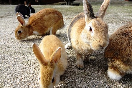 Lạc vào đảo thỏ ở Nhật Bản