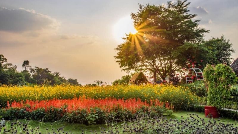 10 cánh đồng hoa đẹp nhất Việt Nam được giới trẻ sống ảo mê mệt