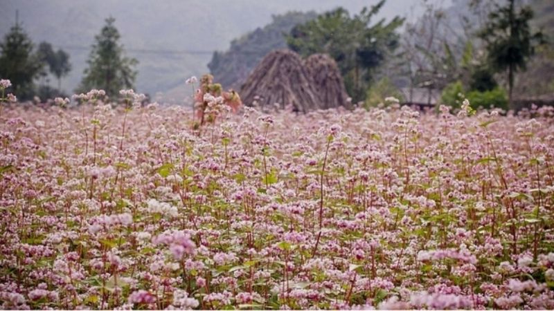 kinh nghiệm hay tại bachhoaxanh, 10 cánh đồng hoa đẹp nhất việt nam được giới trẻ sống ảo mê mệt