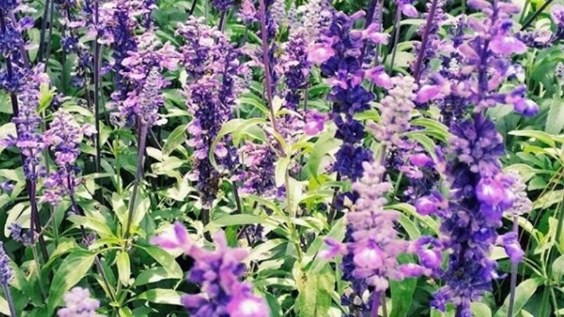 kinh nghiệm hay tại bachhoaxanh, 10 cánh đồng hoa đẹp nhất việt nam được giới trẻ sống ảo mê mệt