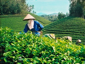 Thái Nguyên tưng bừng tổ chức lễ hội trà xuân