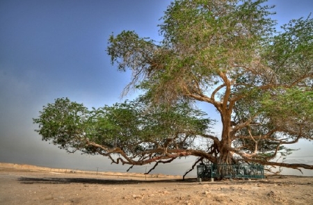 bí ẩn sự sống sót kỳ diệu của cây vĩnh cửu giữa sa mạc
