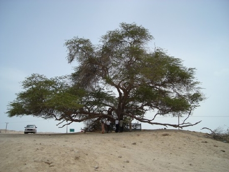 bí ẩn sự sống sót kỳ diệu của cây vĩnh cửu giữa sa mạc
