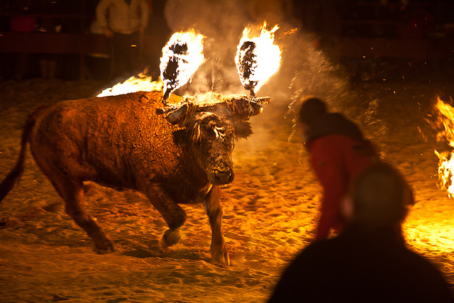 Đốt sừng bò - thú tiêu khiểu tàn bạo ở Tây Ban Nha