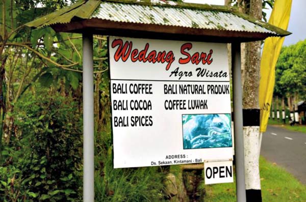 Cà phê chồn Indonesia - Món quà hảo hạng