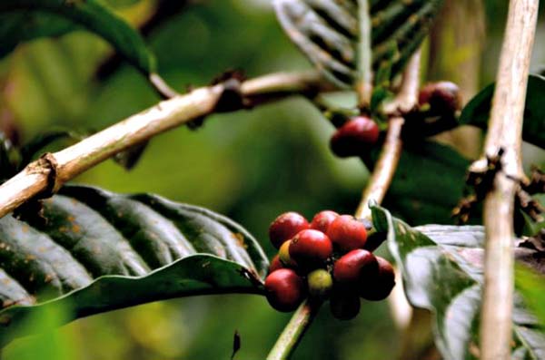 cà phê chồn indonesia - món quà hảo hạng