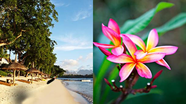 văn hóa dấp dẫn trên đảo thiên đường mauritius