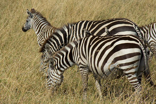 10 khu bảo tồn hoang dã đẹp nhất châu Phi