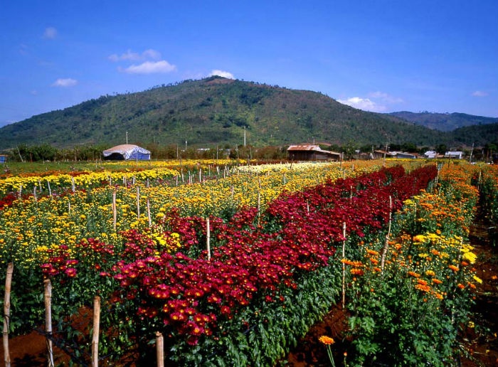 Những địa danh gắn liền với hoa thơm quả ngọt tại Việt Nam