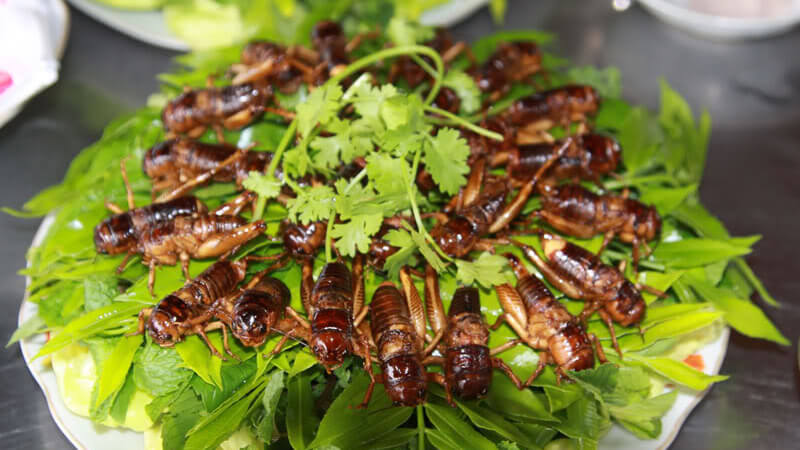 2 quán ăn, nhà hàng côn trùng ở Sài Gòn cho những bạn trẻ chơi hệ 'độc lạ'