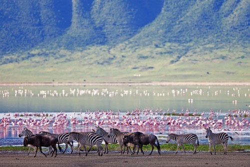 Khám phá thiên nhiên hoang dã ở núi lửa Ngorongoro