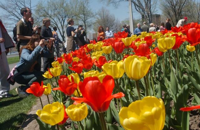 Sôi động với lễ hội hoa tulip lớn nhất thế giới, Canada