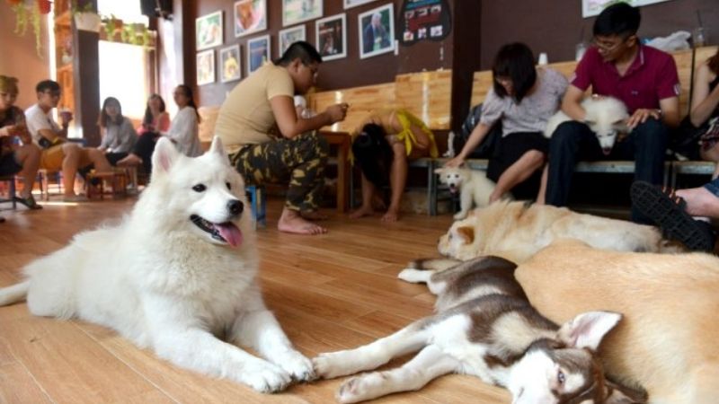quán cafe thú cưng ở sài gòn, 8 quán cafe thú cưng được các tín đồ mê cún check-in nhiều nhất ở sài gòn