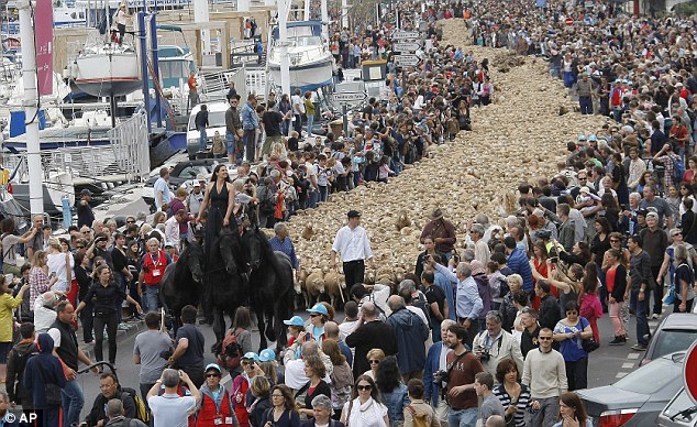 Độc đáo lễ hội của 3000 con cừu tại Marseille