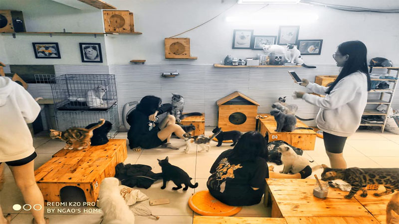 10 quán cafe mèo Hà Nội làm đốn tim giới trẻ thủ đô