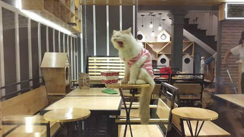 kinh nghiệm hay tại bachhoaxanh, 10 quán cafe mèo hà nội làm đốn tim giới trẻ thủ đô