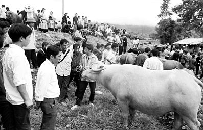 Lạ lùng lễ cầu thần chăn nuôi của dân tộc Mông Sapa