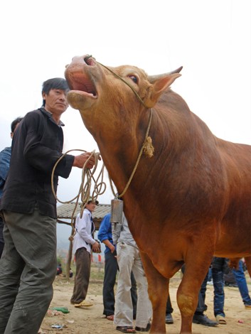 lạ lùng lễ cầu thần chăn nuôi của dân tộc mông sapa