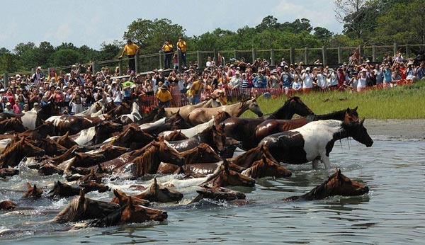 kỳ thú truyền thống thả ngựa bơi sông ở mỹ