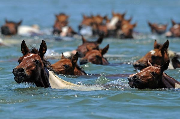 kỳ thú truyền thống thả ngựa bơi sông ở mỹ