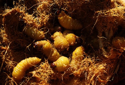 Nhung nhúc 4 loại ấu trùng mê hoặc thực khách Việt