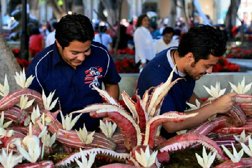 lễ hội củ cải đặc sắc ở oaxaca, mexico