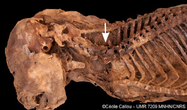 Tiết lộ nghiên cứu về xác ướp chú chó thời cổ đại