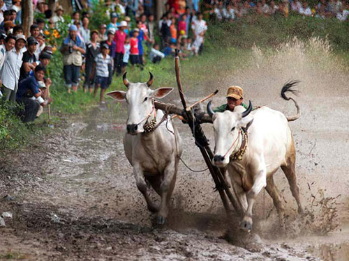 Náo nhiệt tại lễ hội đua bò An Giang