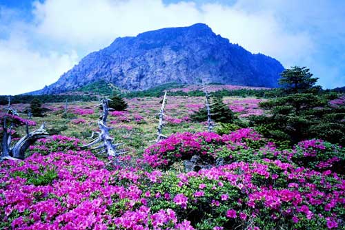 Hoa xuân rực rỡ trên đảo Jeju