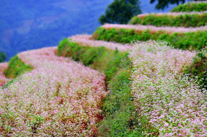 bí quyết du lịch, cao nguyên đồng văn, du lịch hà nội, du lịch lào cai, du lịch việt nam, khám phá việt nam, mộc châu, mytour.vn, những mùa hoa ở việt nam, khám phá việt nam qua những màu hoa dọc miền đất nước – kỳ 2