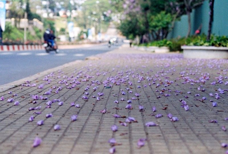 Khám phá Việt Nam qua những màu hoa dọc miền đất nước – Kỳ 4