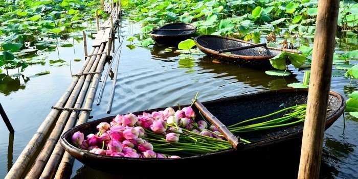 Dáng hình Việt Nam qua những hồ sen dọc miền đất nước