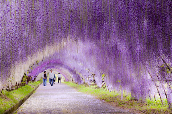 Ngây ngất đường hầm ngát hương hoa tử đằng ở Nhật Bản