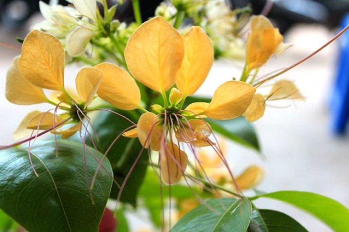 Hoa bún rực rỡ sắc vàng tô điểm Hà Nội những ngày đầu hạ