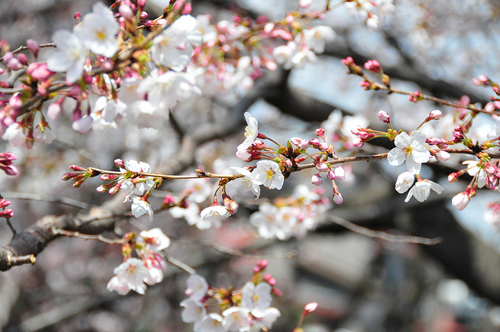 Hoa anh đào, vẻ đẹp diệu kỳ của Nhật Bản