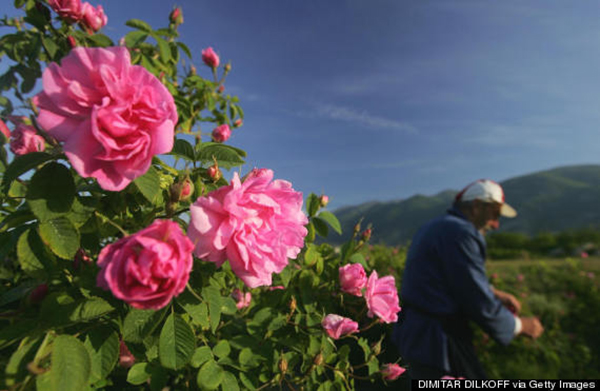Mê mẩn thung lũng hoa hồng ở Bulgaria