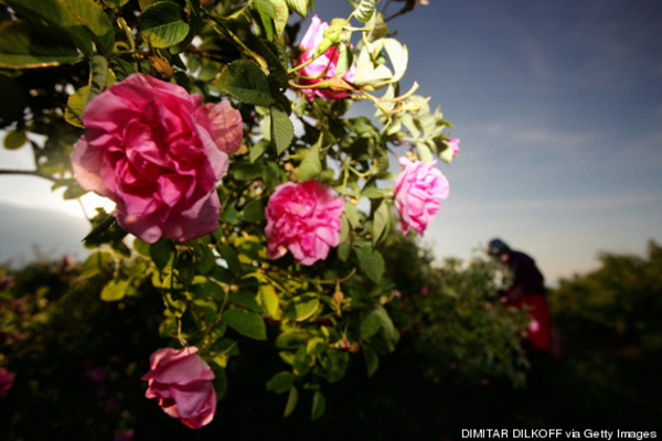 mê mẩn thung lũng hoa hồng ở bulgaria