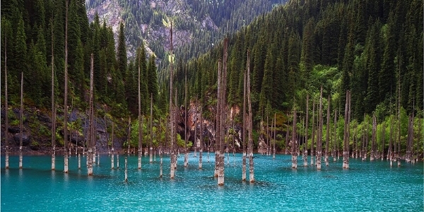 khu rừng dưới nước tuyệt đẹp ở kazakhstan