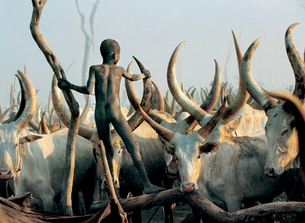 khoảnh khắc tuyệt đẹp của bộ tộc khỏa thân bên đàn bò khổng lồ