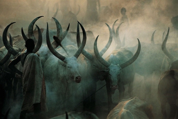 khoảnh khắc tuyệt đẹp của bộ tộc khỏa thân bên đàn bò khổng lồ