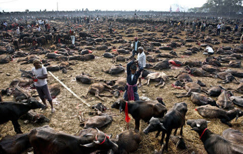 Lễ tế thần ở Nepal: Thảm sát đẫm máu 6.000 con trâu